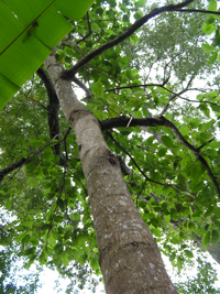Palo Gusano